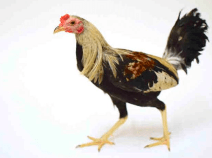 screen-shot-2017-02-24-at-1-12-24-pm