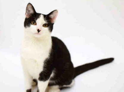 Screen Shot 2017-02-24 at 1.17.00 PM.png