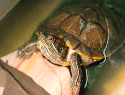 Screen Shot 2017-02-24 at 1.25.48 PM.png