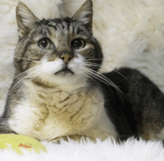 screen-shot-2017-02-24-at-2-02-59-pm