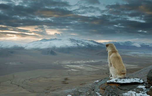 dog staring across canyon